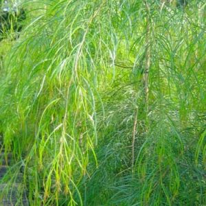 Acacia ‘Narrow Leaf Bower Wattle’ (Acacia cognata)