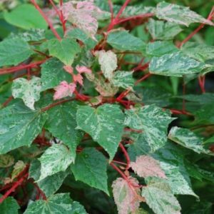 Acer Esk ‘Flamingo’ Japanese Maple (Acer conspicuum ‘Esk Flamingo’)
