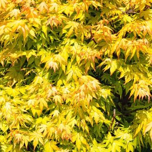 Acer palmatum ‘Aureum’ (Acer shirasawanum ‘Aureum’)