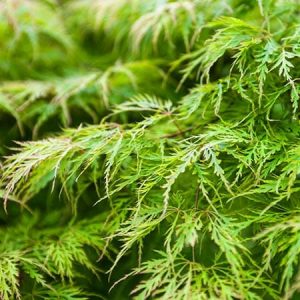 Acer palmatum ‘Viridis’ Japanese Maple (Acer palmatum dissectum)