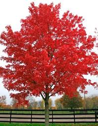 Acer ‘April Splendour’ Red Canadian Maple (Acer rubrum ‘April Splendour’)