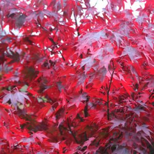 Acer ‘Atropurpureum’ Upright Japanese Maple (Acer palmatum ‘Atropurpureum’)
