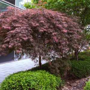 Acer ‘Atropurpureum’ Weeping Japanese Maple (Acer palmatum dissectum ‘Atropurpureum’)