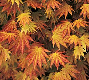 Acer ‘Autumn Moon’ Japanese Maple (Acer shirasawanum ‘Autumn Moon’)