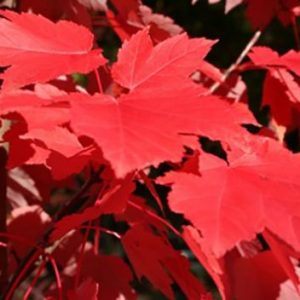 Acer ‘Autumn Red/October Glory’ Maple (Acer rubrum ‘Autumn Red’)