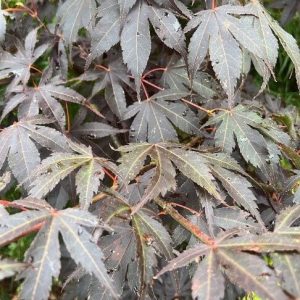 Acer ‘Beni Kagami’ Japanese Maple (Acer palmatum ‘Beni Kagami’)