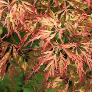 Acer ‘Berrima Bridge’ Japanese Maple (Acer Dissectum “Berrima Bridge”)