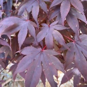 Acer ‘Bloodgood’ Japanese Maple (Acer palmatum ‘Bloodgood’)