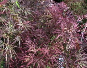 Acer ‘Brocade’ Japanese Maple (Acer palmatum dissectum ‘Brocade’)