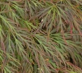Acer ‘Bronzewing’ Japanese Maple (Acer palmatum dissectum ‘Bronzewing’)