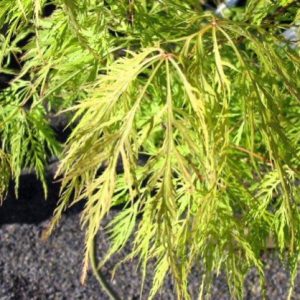 Acer ‘Ellen’ Japanese Maple (Acer palmatum dissectum ‘Ellen’)