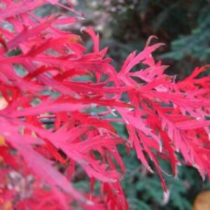 Acer ‘Ever Red’ Japanese Maple (Acer palmatum var. dissectum atropurpureum ‘Ever Red’)