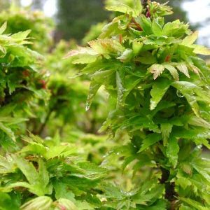 Acer ‘Goshiki Kotohime’ Japanese Maple (Acer Palmatum Dwarf “Goshiki Kotohime”)