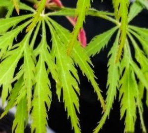 Acer ‘Green Globe’ Japanese Maple (Acer palmatum dissectum ‘Green Globe’)