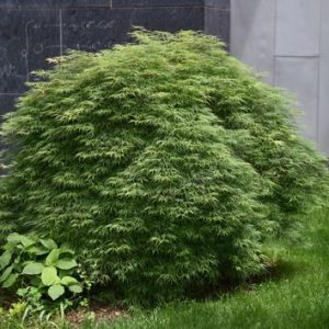 Acer ‘Green Hornet’ Japanese Maple (Acer Palmatum “Green Hornet”)