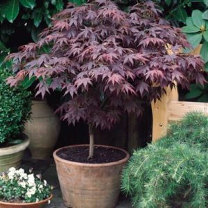 Acer ‘Heartbeat’ Japanese Maple ( Acer palmatum dissectum )