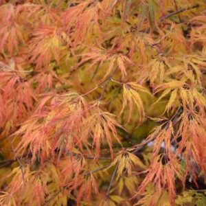 Acer ‘Lemon Lime Lace’ Japanese Maple (Acer palmatum dissectum ‘Lemon Lime Lace’)