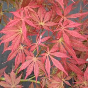 Acer ‘Oshu Shidare’ Japanese Maple (Acer palmatum)
