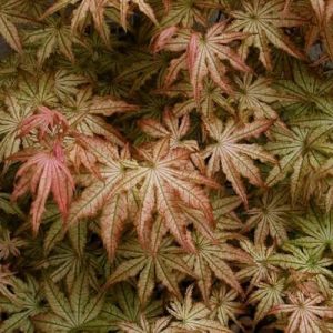 Acer ‘Peaches and Cream’ Japanese Maple (Acer palmatum)
