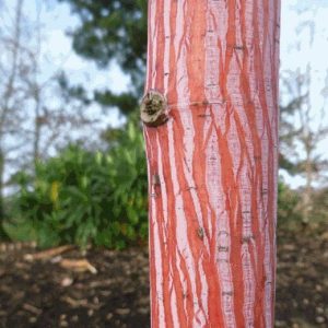 Acer ‘Phoenix’ Maple (Acer x conspicuum)