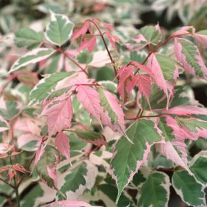 Acer ‘Pink Flamingo’ Japanese Maple (Acer negundo )