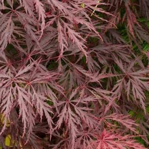 Acer ‘Red Dragon’ Japanese Maple (Acer Palmatum Dissectum “Red Dragon”)