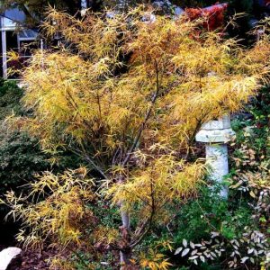 Acer ‘Red Pygmy’ Japanese Maple (Acer Palmatum “Red Pygmy”)