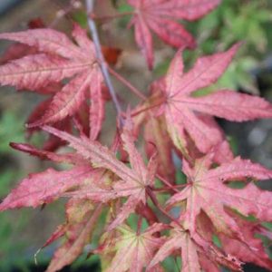 Acer ‘Reticulatum’ Japanese Maple (Japanese Maple ‘Red Reticulatum’)