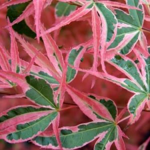 Acer ‘Roseo Marginatum’ Japanese Maple (Japanese Maple ‘Roseo Marginatum’ )