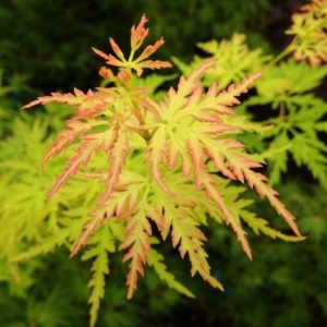 Acer ‘Seiryu’ Japanese Maple (Acer palmatum dissectum)