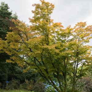 Acer ‘Senkaki/Coral Bark’ Japanese Maple (Acer palmatum )