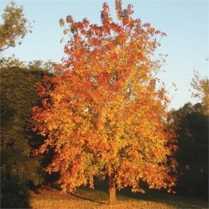 Acer ‘Sensation’ Maple (Acer negundo)