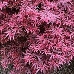 Acer ‘Shaina’ Japanese Maple (Acer palmatum)