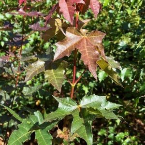 Acer ‘Shantung Maple’ (Acer truncatum)