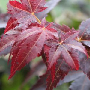 Acer ‘Wallies’ Japanese Maple (Acer palmatum)