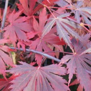 Acer ‘Yasemin’ Japanese Maple (Acer shirasawanum)