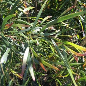 Acacia ‘Copper Tips’ (Acacia cognata ‘Copper Tips’)