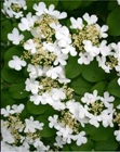 Viburnum ‘Lanarth’ (Viburnum plicatum Lanarth)